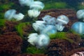 Jellyfish in warm sea waters near the coast on a summer day